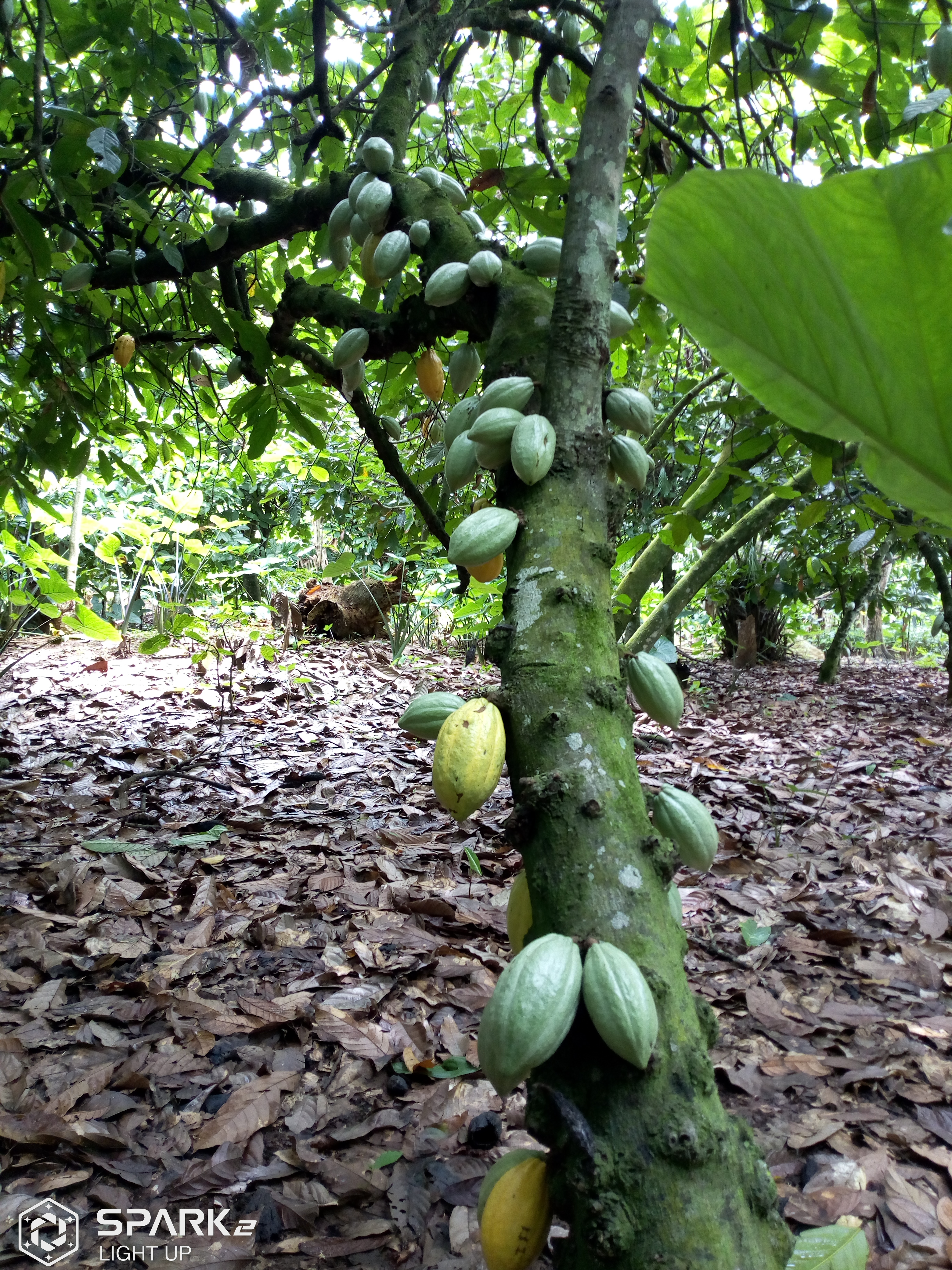 Cocoa Child Labor: The Dark Side of Ghana's Chocolate Production and the Fight for Ethical Farming cover image